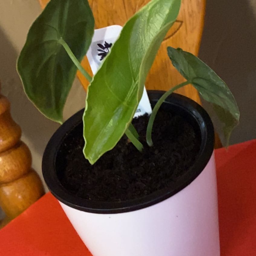 Photo of the plant species Alocasia puncakborneensis by @SvelteHoya18 named Puncak SWP on Greg, the plant care app
