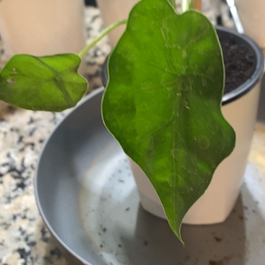 Photo of the plant species Alcoasia Cucullata 'variegated' by @SvelteHoya18 named Foam SWP on Greg, the plant care app