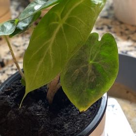 Photo of the plant species ivory coast by @SvelteHoya18 named Ivory alcoasia SWP on Greg, the plant care app