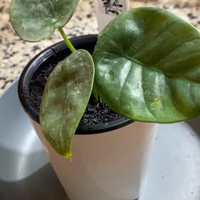 Photo of the plant species Alocasia Lukiwan by @SvelteHoya18 named Lukiwan SWP on Greg, the plant care app