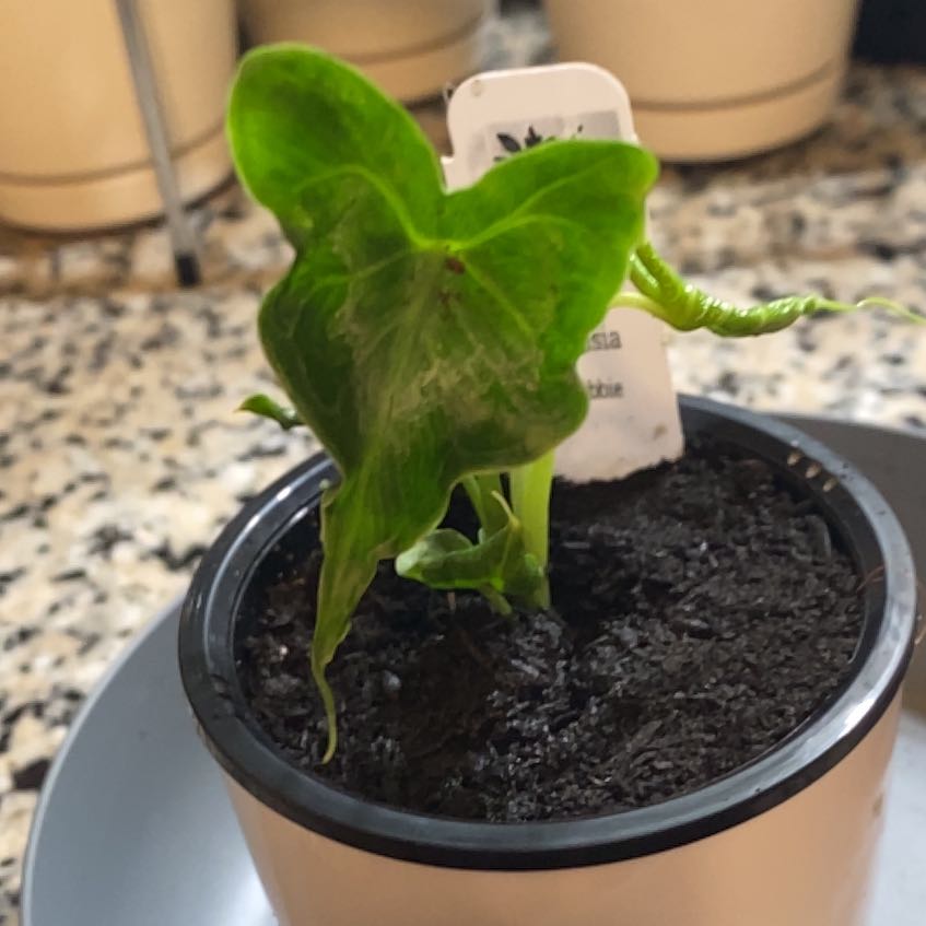 Photo of the plant species Alocasia 'Teletubbies' by @SvelteHoya18 named Teletubbie SWP on Greg, the plant care app