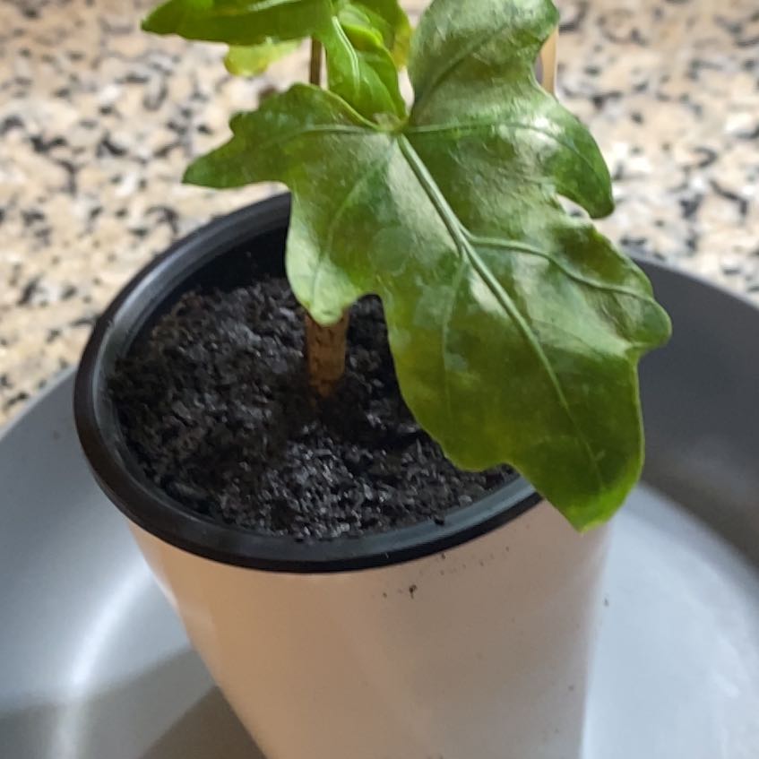 Photo of the plant species Alocasia brancifolia by @SvelteHoya18 named Brancifolia SWP on Greg, the plant care app