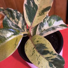Photo of the plant species Ficus Moonshine by @SvelteHoya18 named Fancy on Greg, the plant care app
