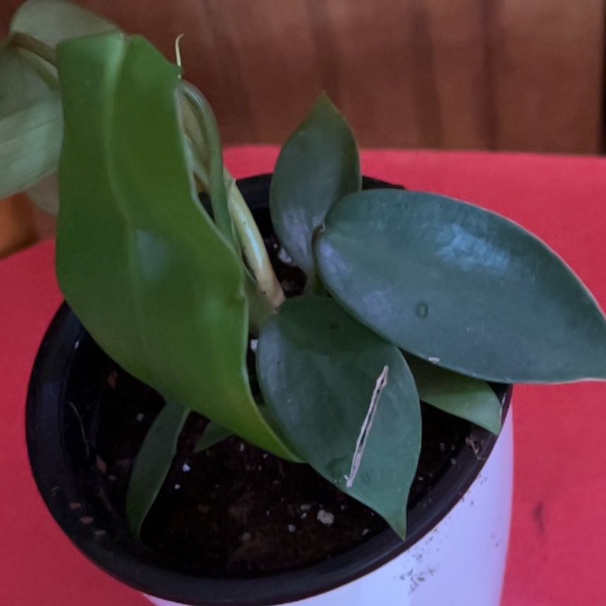 Photo of the plant species Florida green by @SvelteHoya18 named Greta on Greg, the plant care app
