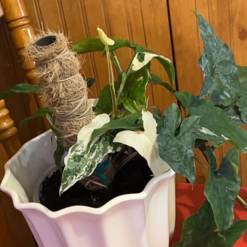 Photo of the plant species Syngonium Glo Go by @SvelteHoya18 named Snookie French White on Greg, the plant care app