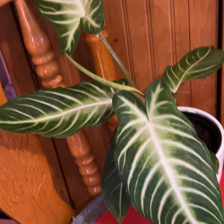 Photo of the plant species Xanthosoma Angel wings by @SvelteHoya18 named Angel Calathea on Greg, the plant care app