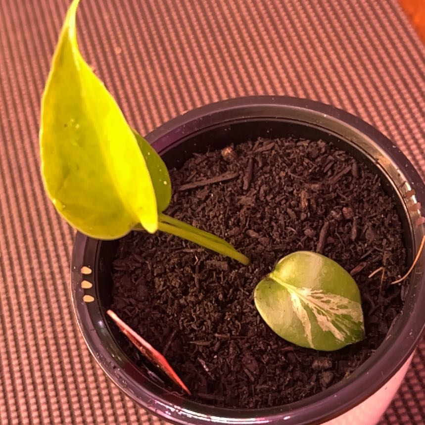 Photo of the plant species Monstera deliciosa 'Bulbosaur' by @SvelteHoya18 named Bulbasaur on Greg, the plant care app
