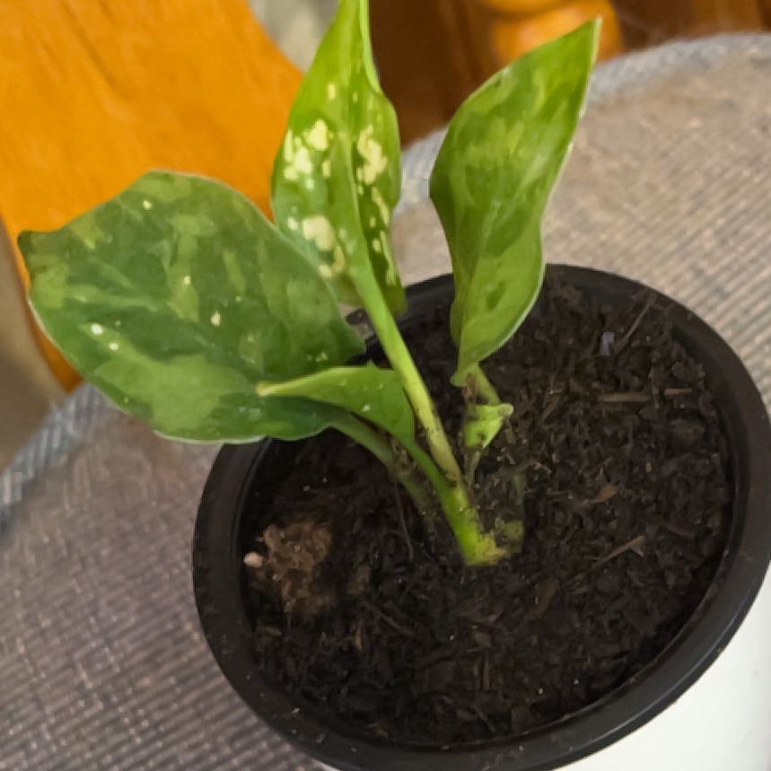 Photo of the plant species Aglaonema 'Tricolor' by @SvelteHoya18 named Trice on Greg, the plant care app