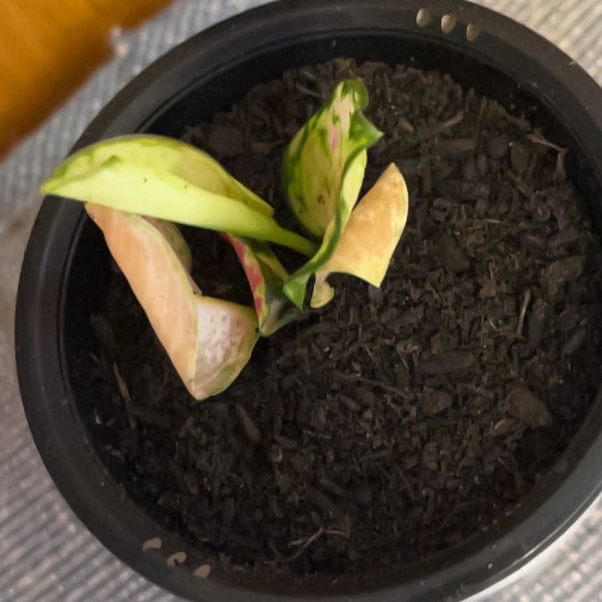 Photo of the plant species Aglaonema 'Sparkling Sarah' by @SvelteHoya18 named Sparkle on Greg, the plant care app