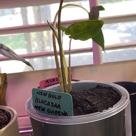 Photo of the plant species Alocasia 'Imperial Red' by @SvelteHoya18 named New Gold on Greg, the plant care app