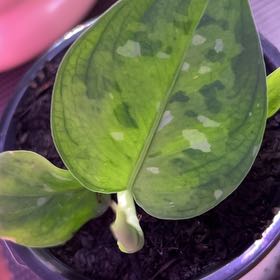 Photo of the plant species Aglaonema pictum 'Bicolor' by @SvelteHoya18 named PTA on Greg, the plant care app