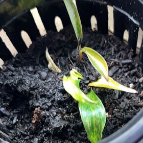 Photo of the plant species Carmel Marble Philodendron by @SvelteHoya18 named Carmel on Greg, the plant care app