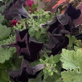 Photo of the plant species Phantom Black Petunia by @BriskDewberry40 named Achilles on Greg, the plant care app