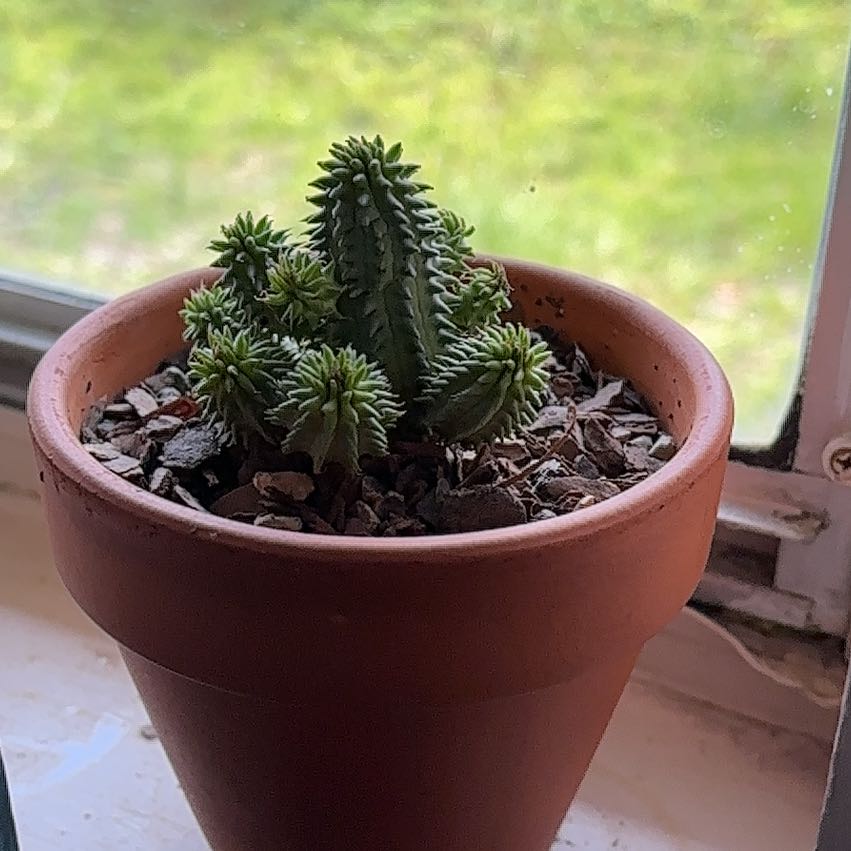 Photo of the plant species Susanne's Spurge by @KinglyCentro named Messi on Greg, the plant care app