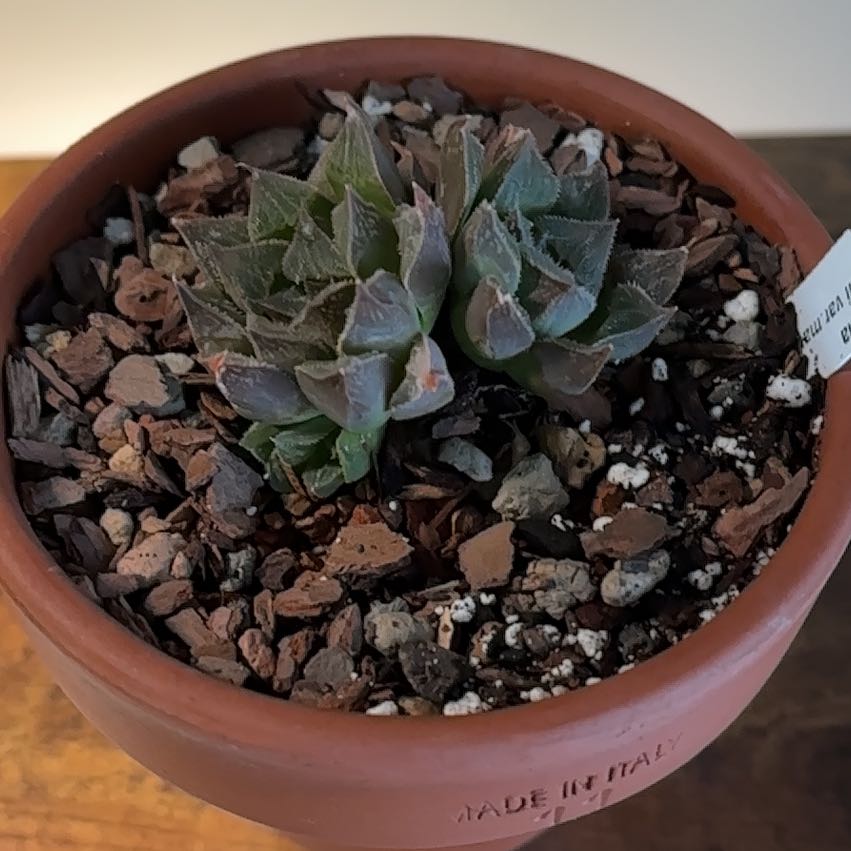 Photo of the plant species Haworthia maraisii var. maraisii by @KinglyCentro named Michelle Branch on Greg, the plant care app