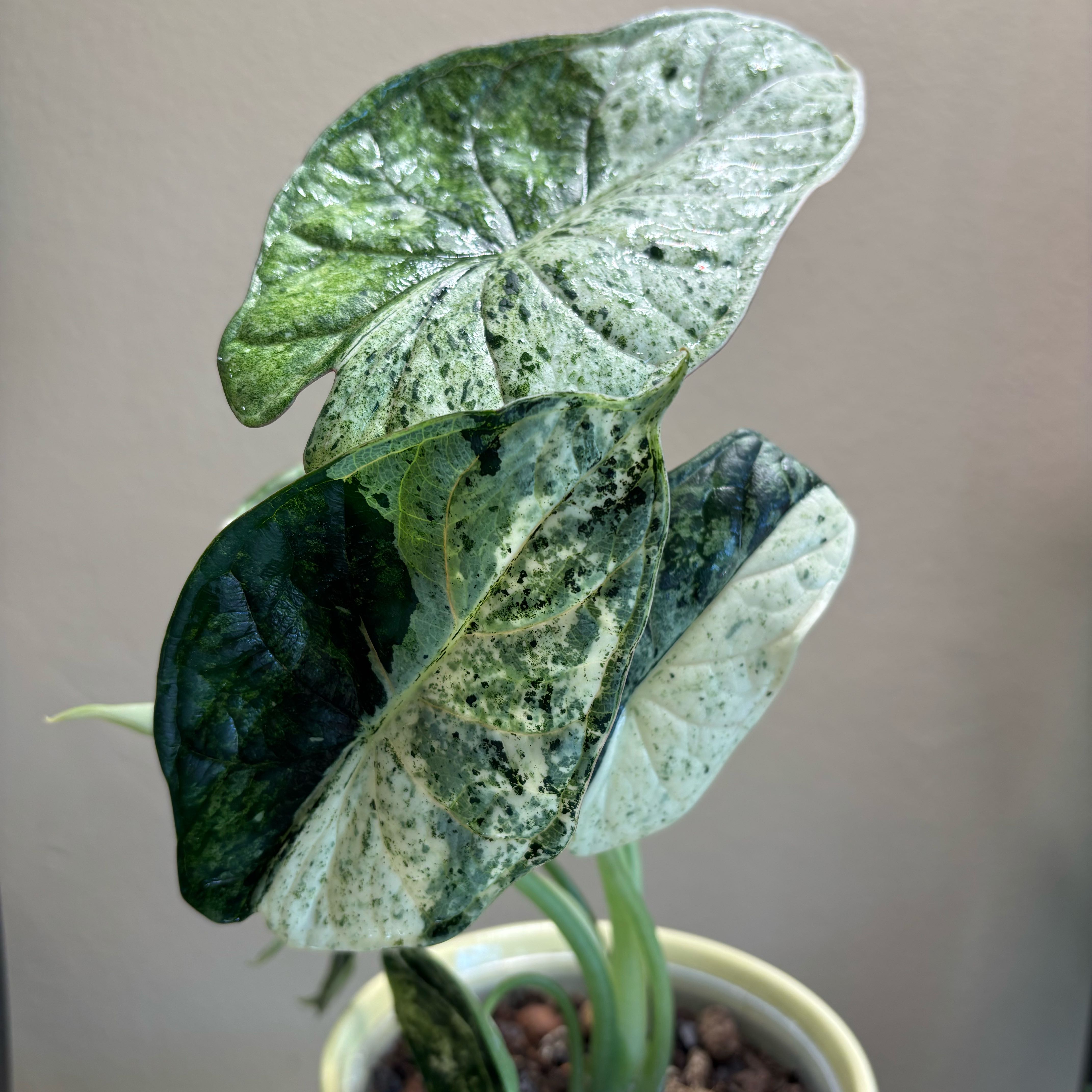 Photo of the plant species Alocasia Dragon Scale Mint by @KinglyCentro named Navajo on Greg, the plant care app