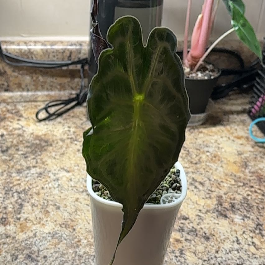 Photo of the plant species Alocasia 'Venom' by @KinglyCentro named Homer on Greg, the plant care app