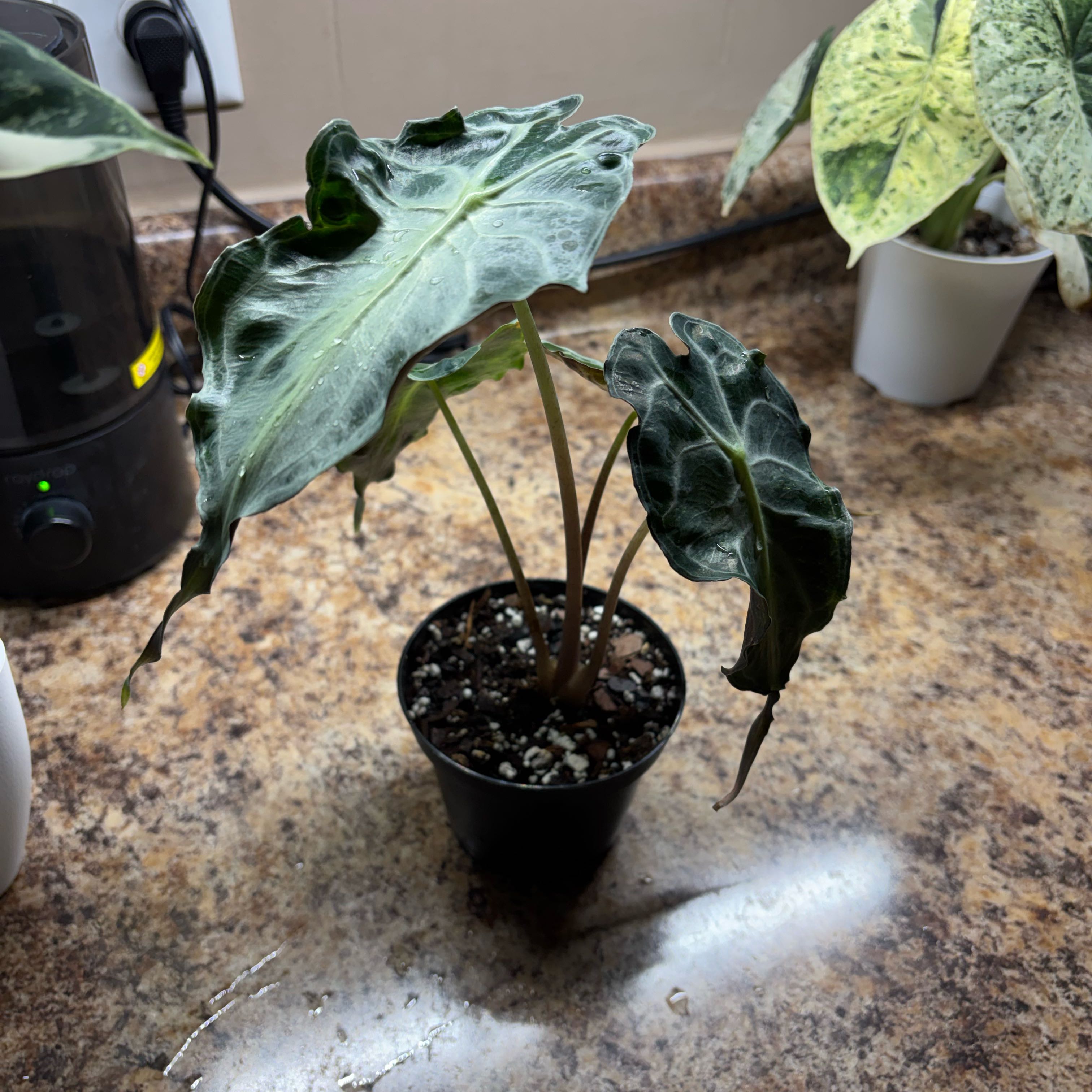 Photo of the plant species Alocasia 'Venom' by @KinglyCentro named Forrest on Greg, the plant care app