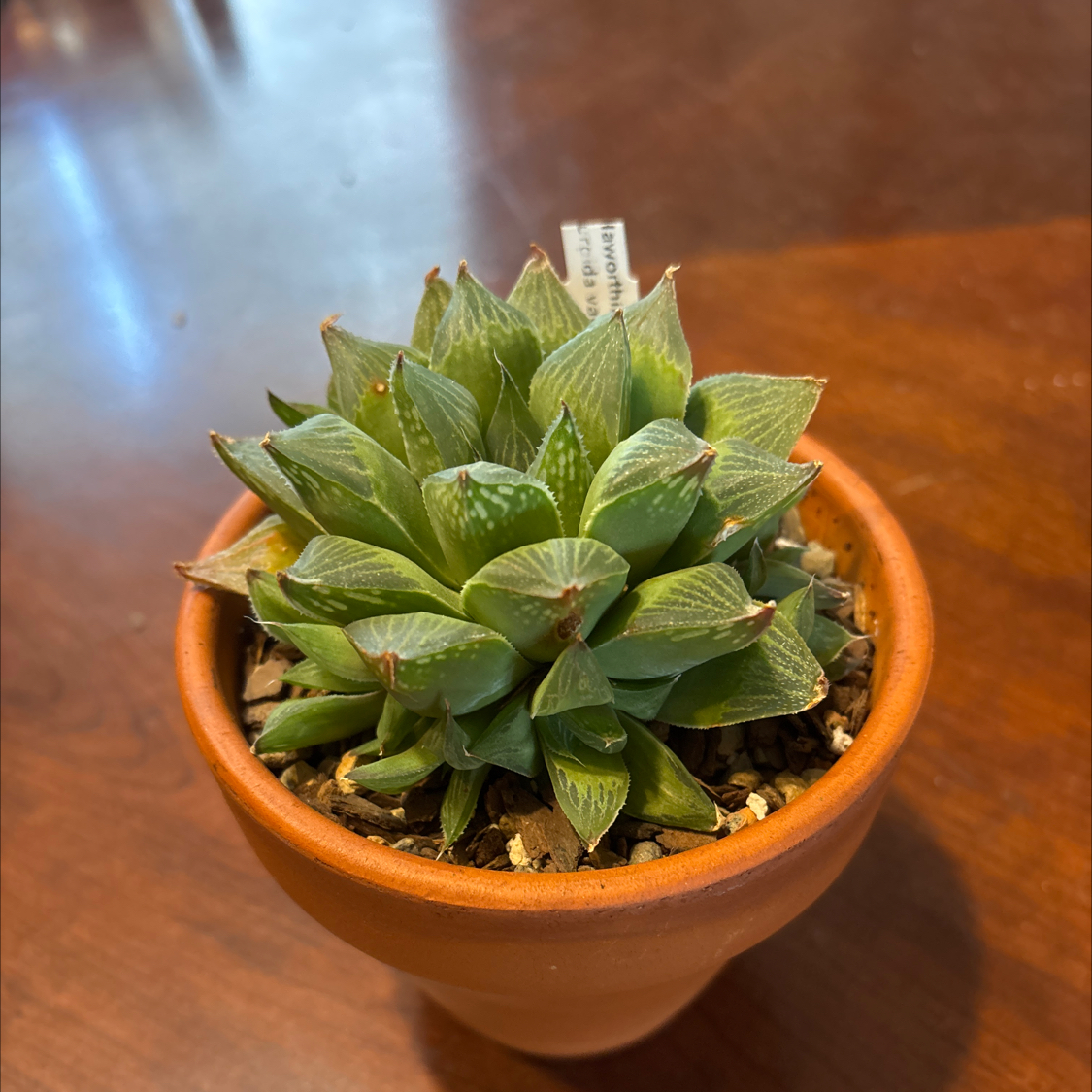 Photo of the plant species Windowpane Plant by @KinglyCentro named Bieber on Greg, the plant care app