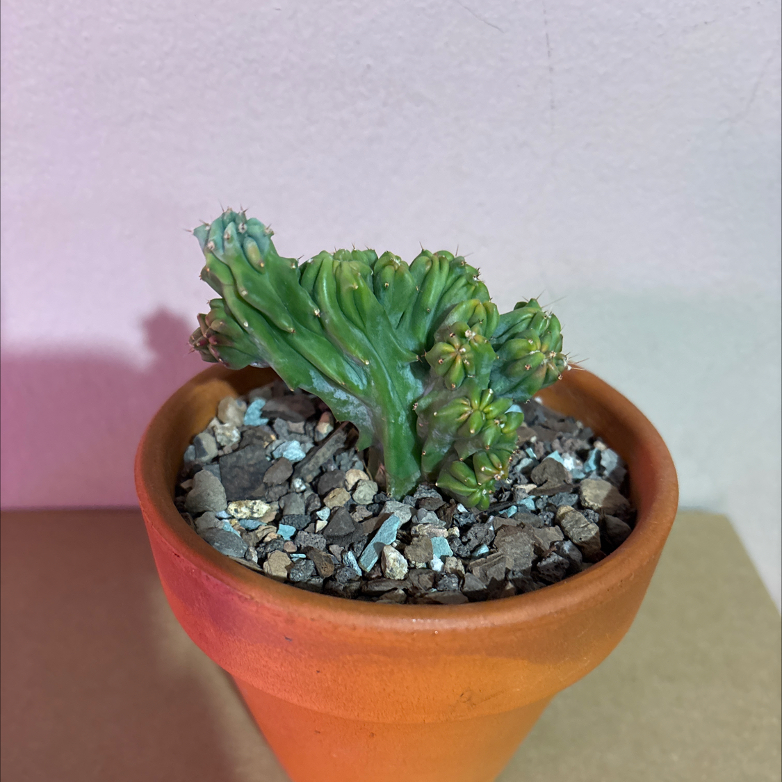 Photo of the plant species Crested Brain Cactus by @KinglyCentro named Sir Plancelot on Greg, the plant care app