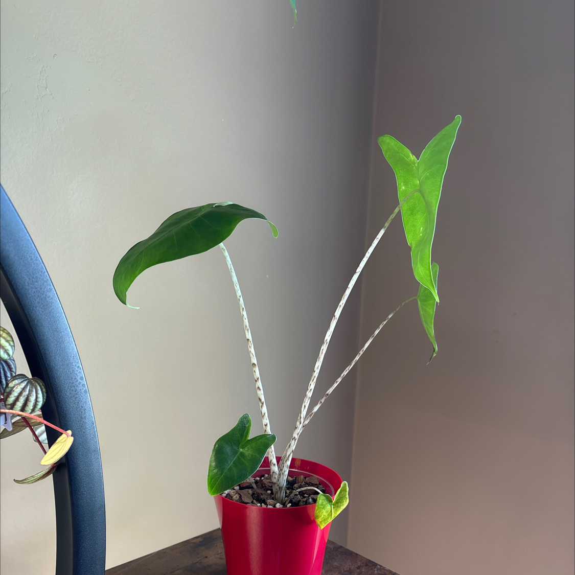 Photo of the plant species Little Zebrina Alocasia by @KinglyCentro named Dax on Greg, the plant care app