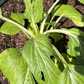 Photo of the plant species Tatsoi by @LikableOrchid80 named Drake on Greg, the plant care app