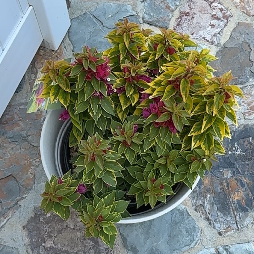 Photo of the plant species Bougainvillea Pixie Queen Dwarf by @GrandBonsi7 named Drake on Greg, the plant care app