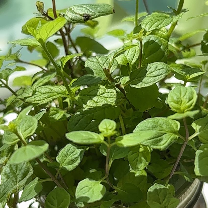 Photo of the plant species Mint by @GrandBonsi7 named Ronaldo on Greg, the plant care app