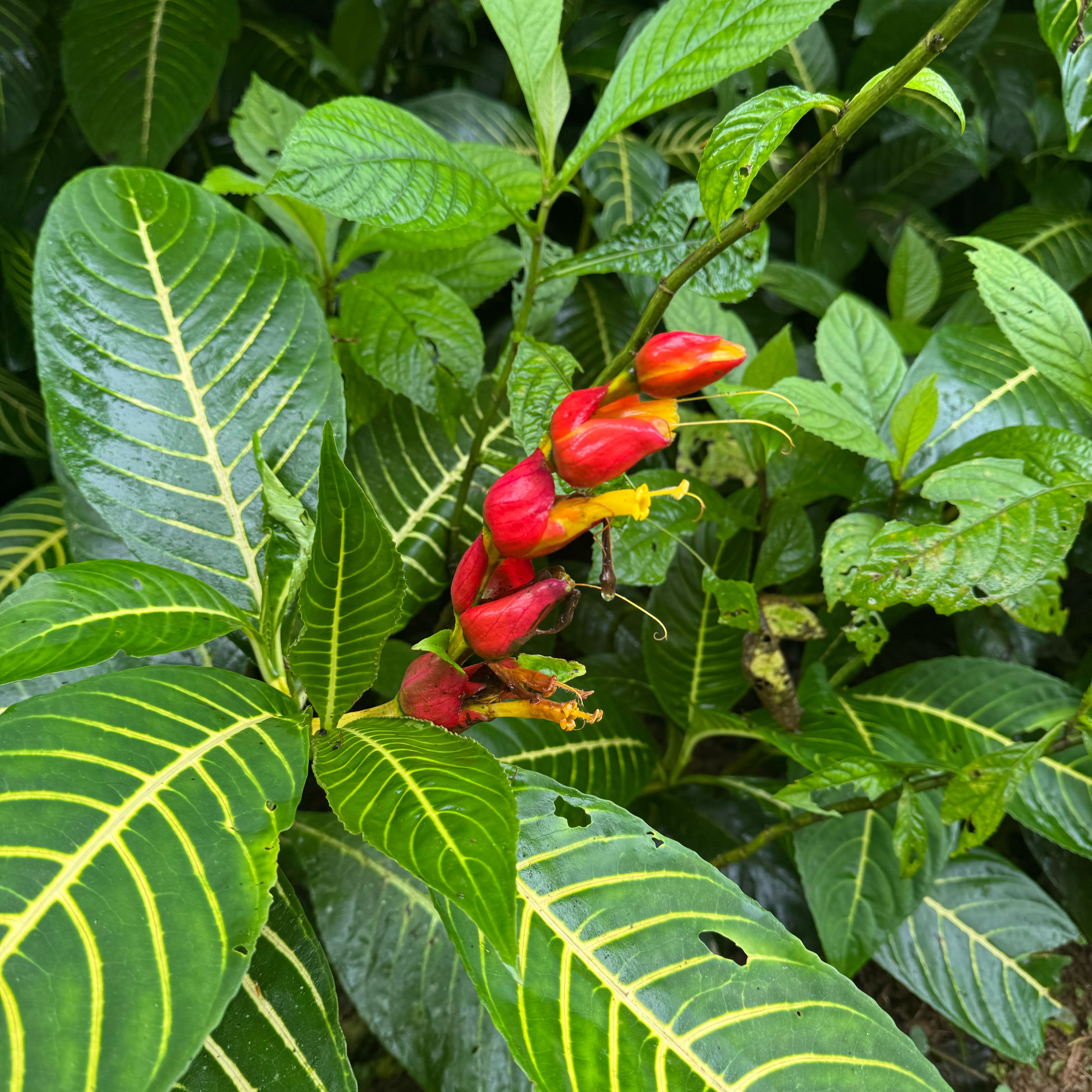 Photo of the plant species Bankesia by @LordWharangi65 named Kardashian on Greg, the plant care app
