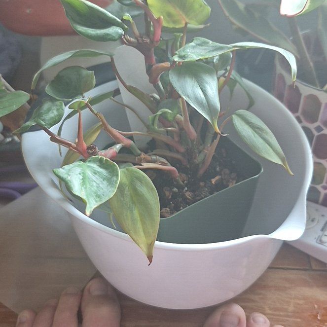 Photo of the plant species Philodendron sodiroi 'Variegata' by @StirringRye named Sage on Greg, the plant care app