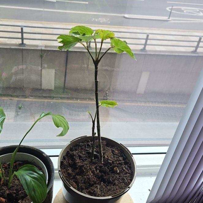 Photo of the plant species Shield Aralia by @AdeptColeus39 named Nimsey on Greg, the plant care app