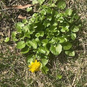 Photo of the plant species Ficaria verna by @StrongGambeloak named Huckleberry Fern on Greg, the plant care app