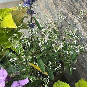 Photo of the plant species Grassleaf Spurge by @StrongGambeloak named Athena on Greg, the plant care app