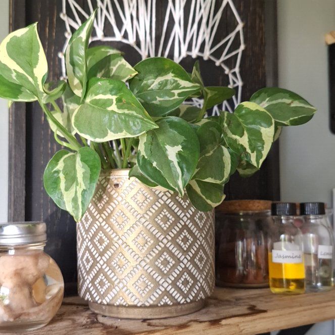 Photo of the plant species Epipremnum 'Njoy' by @memequ3en named McKinley on Greg, the plant care app