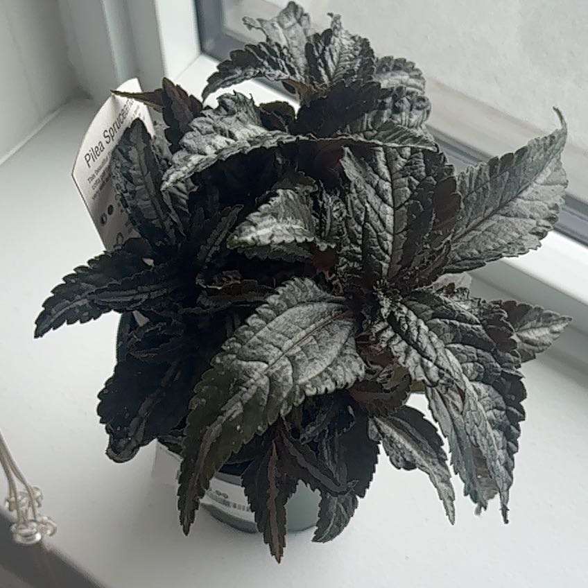 Photo of the plant species Pilea Spruceana by @ForrealAtom4 named Willow on Greg, the plant care app