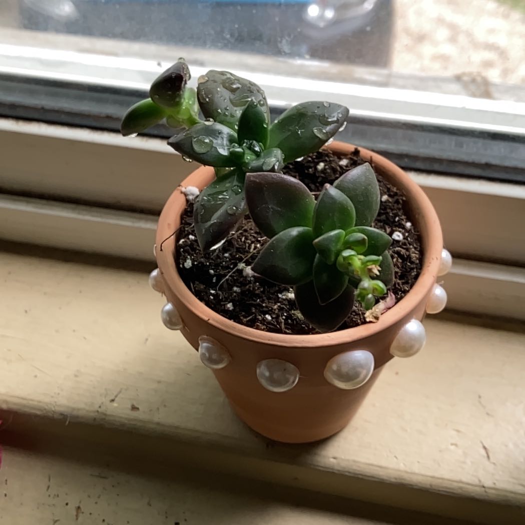 Photo of the plant species Echeveria compressicaulis by @IdealBagpod1 named Spike Leaves on Greg, the plant care app