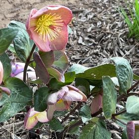 Photo of the plant species Christmas Rose by @Loveplants28 named Eva on Greg, the plant care app