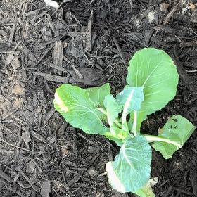 Photo of the plant species Cauliflower 'Snowball' by @Loveplants28 named Cali on Greg, the plant care app