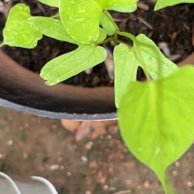 Photo of the plant species Mexican Morning Glory by @Loveplants28 named Tupot amaroot on Greg, the plant care app
