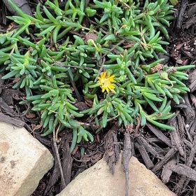 Photo of the plant species Purple Ice Plant by @Loveplants28 named Huckleberry Fern on Greg, the plant care app