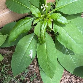Photo of the plant species American Pokeweed by @Loveplants28 named Nithin on Greg, the plant care app