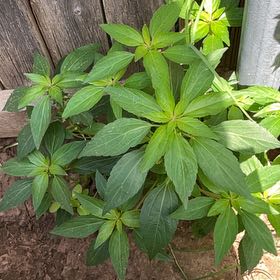 Photo of the plant species Virginia Copperleaf by @Loveplants28 named Diana on Greg, the plant care app