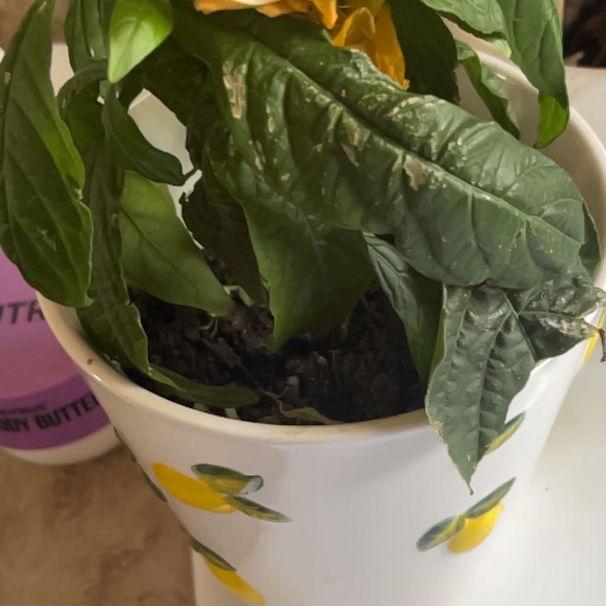 Photo of the plant species Lollipop Plant by @Loveplants28 named Naomi on Greg, the plant care app