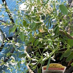 Photo of the plant species Grassleaf Spurge by @Loveplants28 named Kendall on Greg, the plant care app