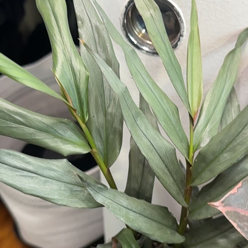Photo of the plant species False Solomon's Seal by @ZestPeanut81 named Remington on Greg, the plant care app