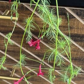 Photo of the plant species Cypress Vine by @ZestPeanut81 named Orlando Bloom on Greg, the plant care app
