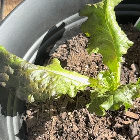 Photo of the plant species Red Leaf Lettuce by @CurrentSedge79 named Kardashian on Greg, the plant care app