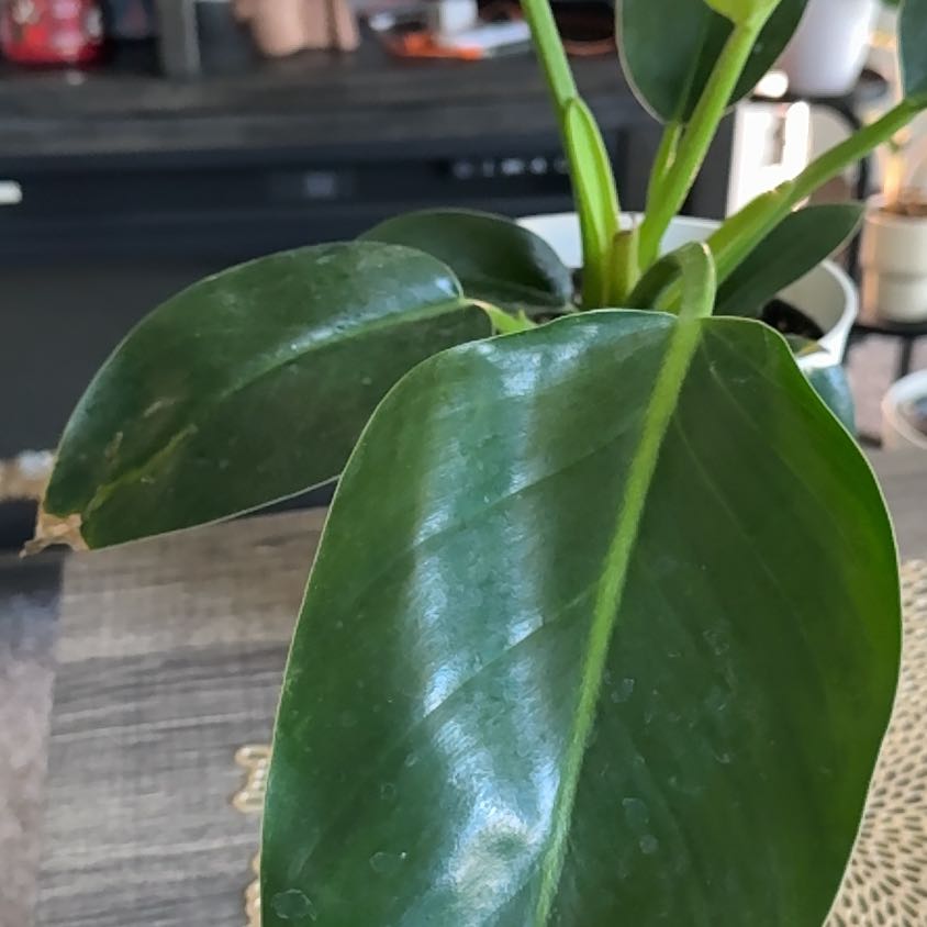 Photo of the plant species Philodendron Millions by @Plantladysugar named Coco on Greg, the plant care app