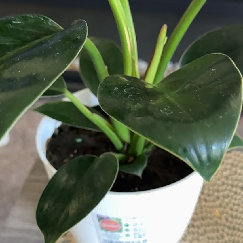 Photo of the plant species Philodendron Millions by @Plantladysugar named Lola on Greg, the plant care app