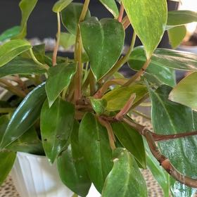 Photo of the plant species Philodendron Painted Lady by @Plantladysugar named Prince on Greg, the plant care app